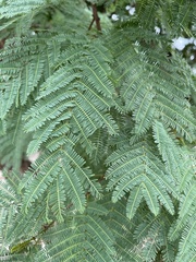 Senegalia caffra
