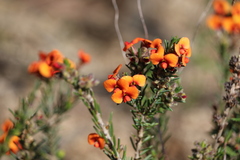 Dillwynia hispida
