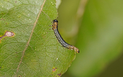 Euura miliaris