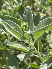 Encelia palmeri