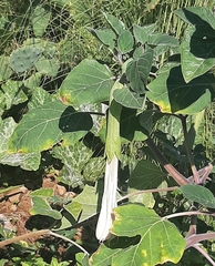 Datura wrightii
