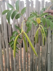 Tecoma stans