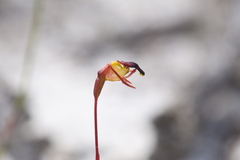 Caleana nigrita