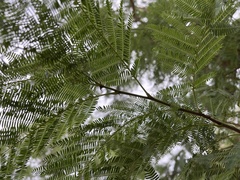 Senegalia caffra