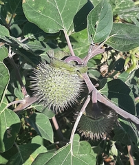 Datura wrightii