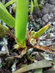 Maxillaria parviflora