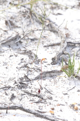 Caleana nigrita