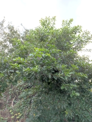 Cordia dentata