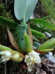 Maxillaria parviflora