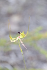 Caladenia attingens