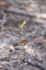 Caladenia attingens