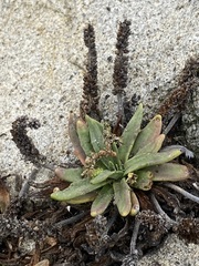 Plantago maritima