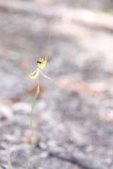 Caladenia attingens