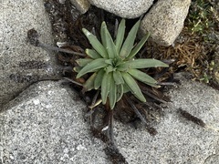 Plantago maritima