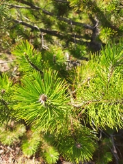 Pinus mugo