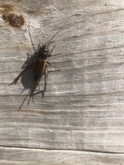 Gryllus pennsylvanicus