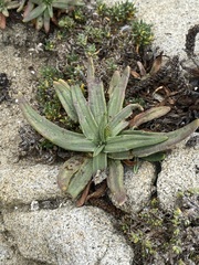 Plantago maritima