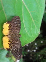 Mooreana trichoneura