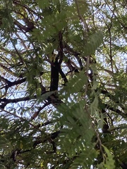 Cyanocorax cyanopogon