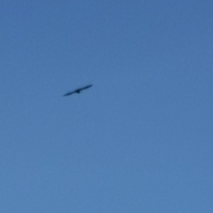 Streptoprocne zonaris