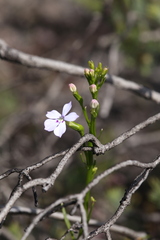 Isotoma