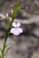 Isotoma