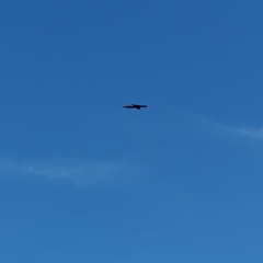 Streptoprocne zonaris