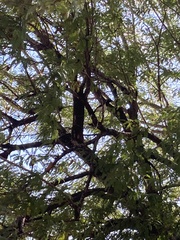 Cyanocorax cyanopogon