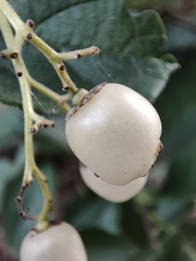 Cordia dentata