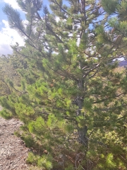 Pinus mugo