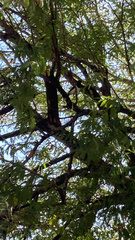 Cyanocorax cyanopogon