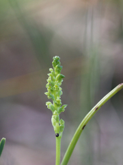 Microtis unifolia
