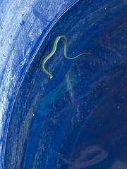 Erythrolamprus viridis