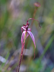 Caladenia clavescens