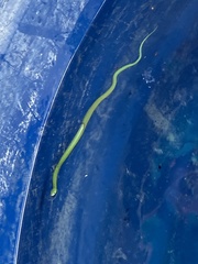 Erythrolamprus viridis