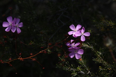 Drosera drummondii