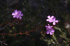 Drosera drummondii