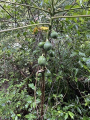 Carica papaya image