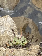 Plantago maritima