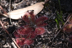 Drosera squamosa