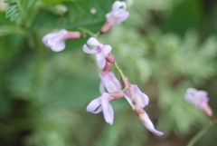 Astragalus flexuosus