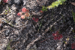 Drosera squamosa