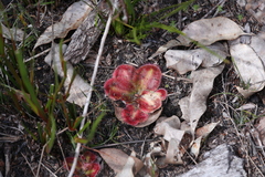 Drosera squamosa