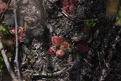 Drosera squamosa