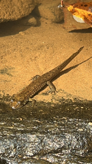 Desmognathus