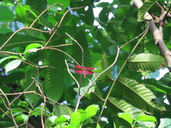 Camacinia gigantea