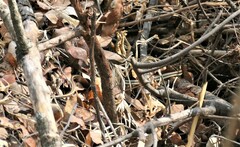 Psammophis subtaeniatus