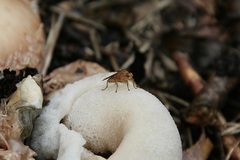 Suillia longipennis