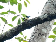 Eurylaimus ochromalus