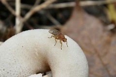 Suillia longipennis